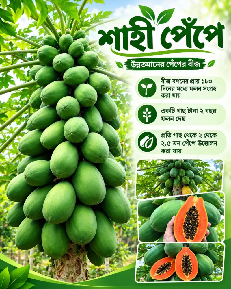 উচ্চফলনশীল শাহী পেঁপের বীজের ১ গ্রামের ইন্টেক প্যাকেট [ বীজ সংখ্যাঃ ৪০ থেকে ৫০ পিস]